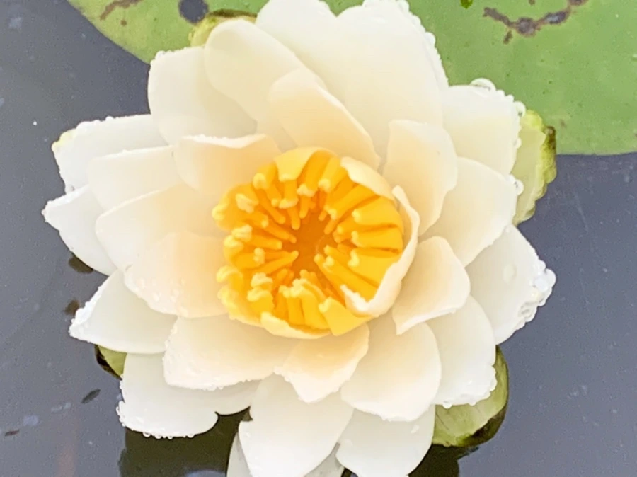 IMG_7687.jpg?type=w966