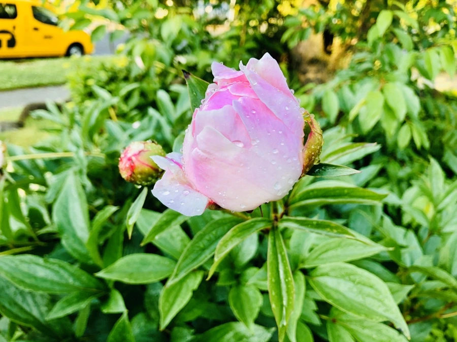 IMG_7976.jpg?type=w966