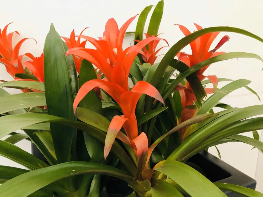 IMG_6451.jpg?type=w966