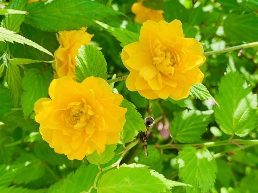 IMG_8345.jpg?type=w966