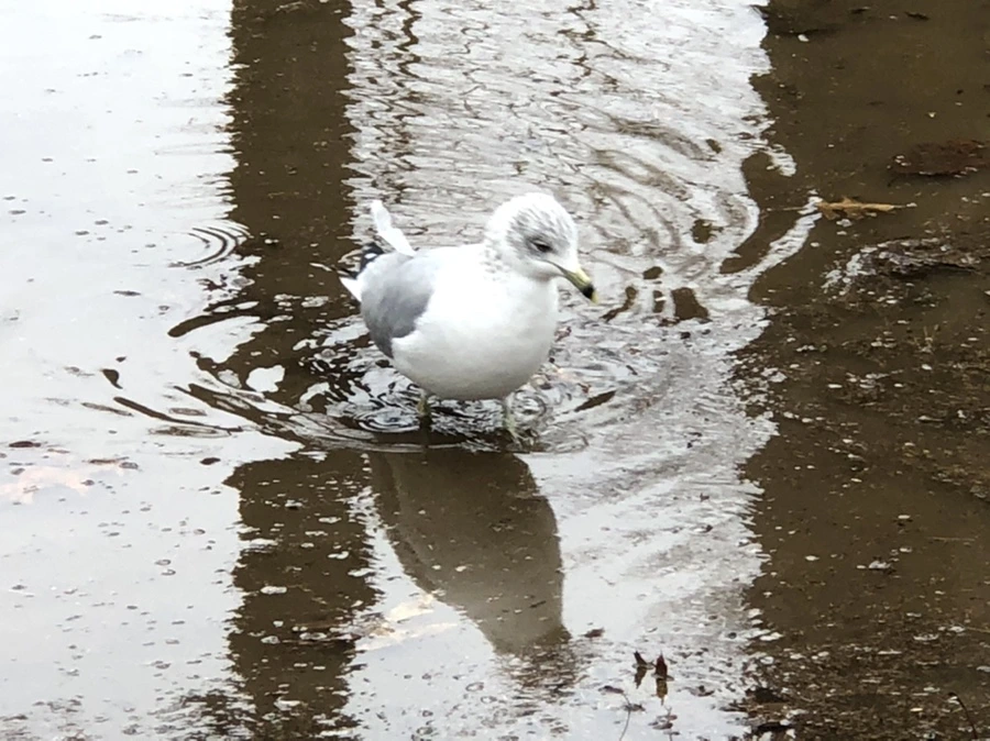 IMG_9462.jpg?type=w966