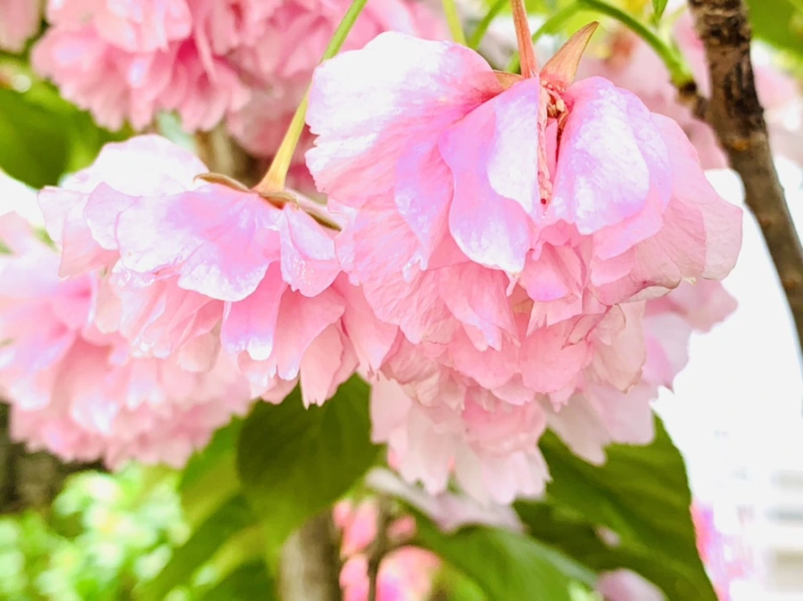 IMG_9544.jpg?type=w966