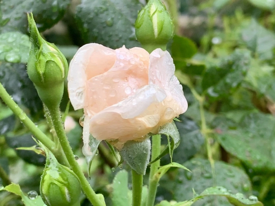 IMG_0210.jpg?type=w966