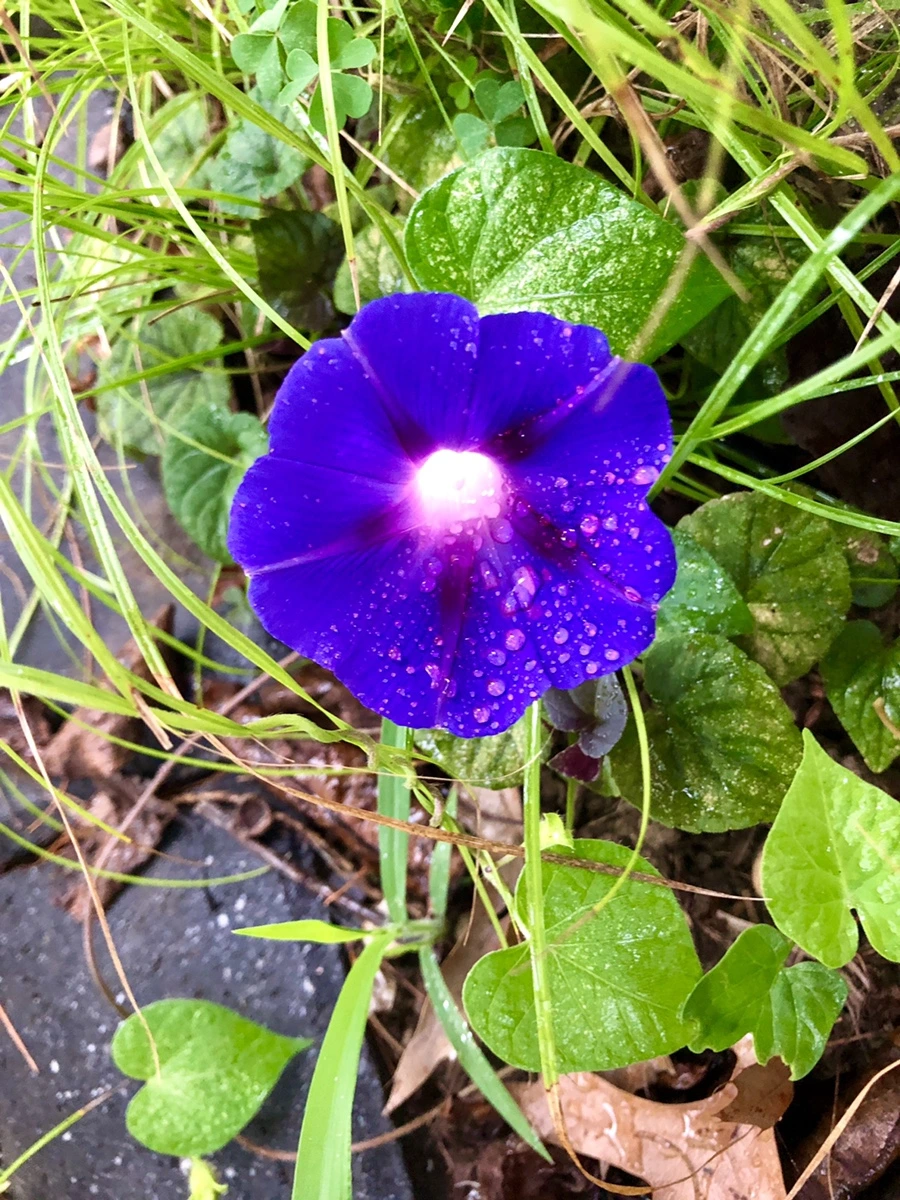 IMG_3336.jpg?type=w966