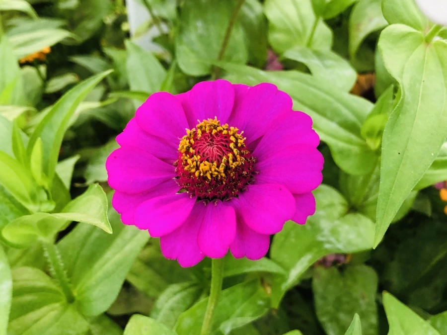 IMG_3634.jpg?type=w966