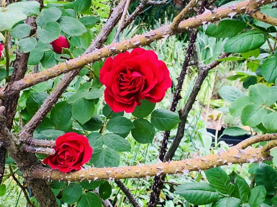 IMG_6008.jpg?type=w966