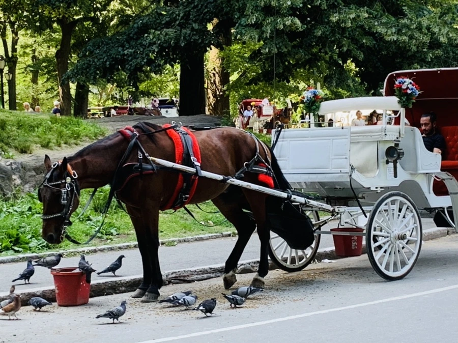 IMG_4993.jpg?type=w966