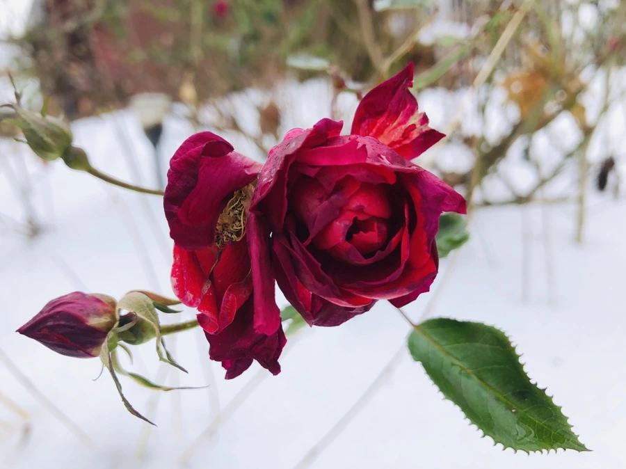 IMG_7554.jpg?type=w966