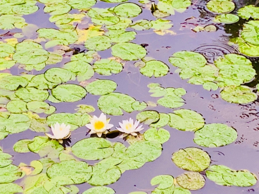 IMG_8369.jpg?type=w966