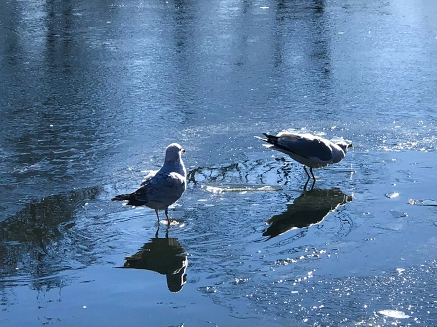 IMG_8092.jpg?type=w966