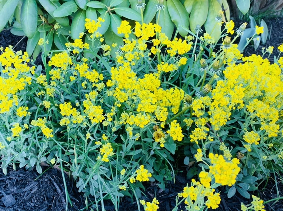 IMG_4167.jpg?type=w966