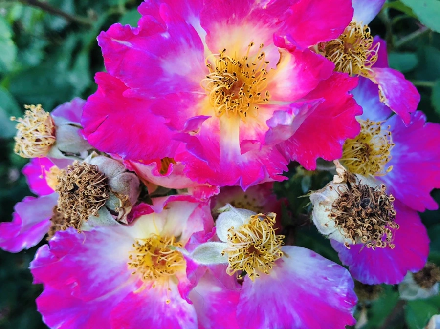 IMG_9645.jpg?type=w966