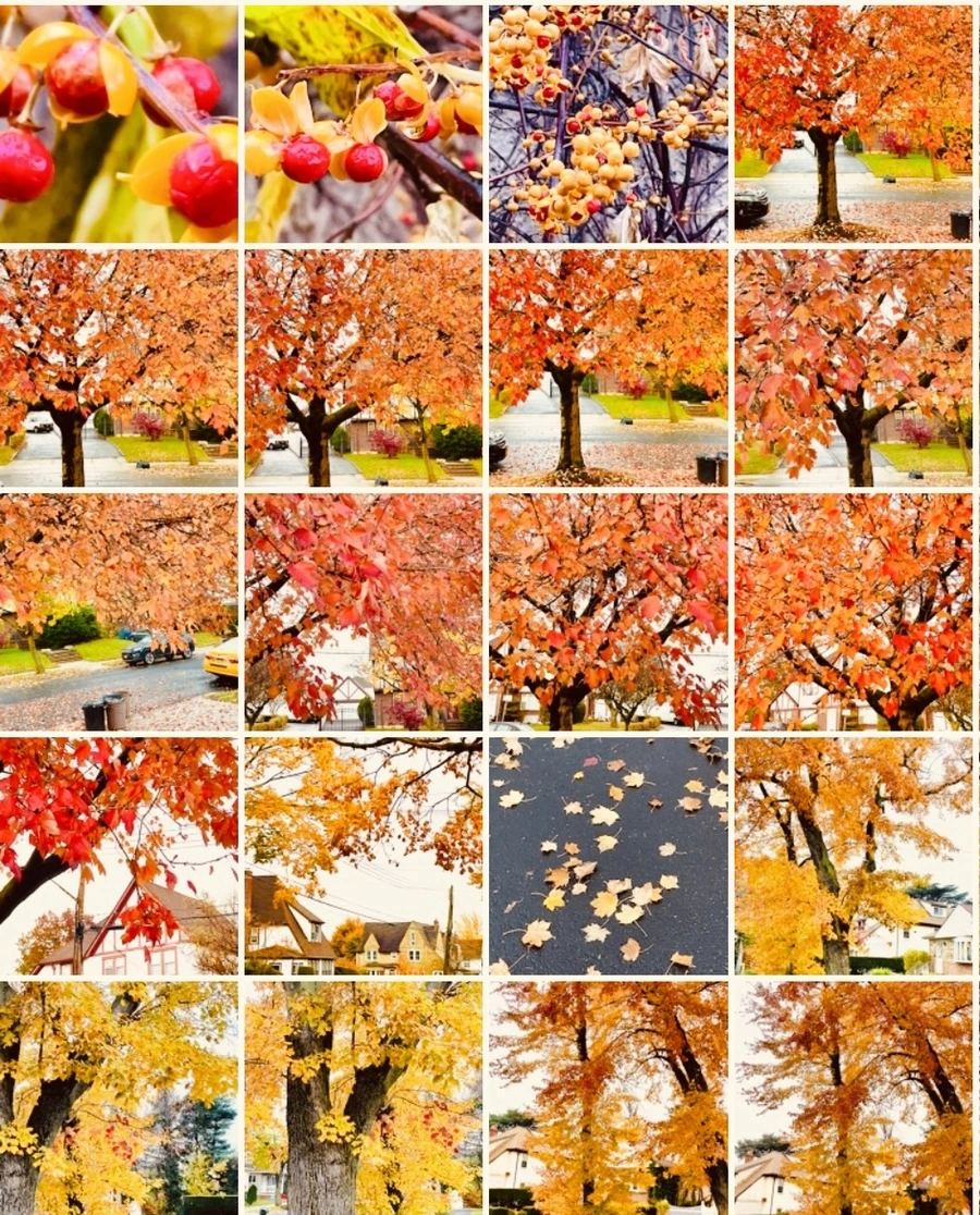 IMG_4956.jpg?type=w966