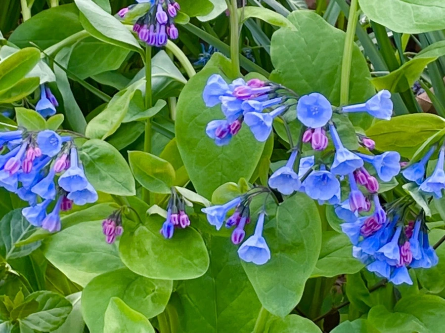 IMG_1138.jpg?type=w966