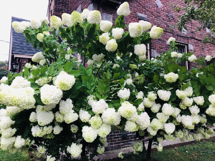 IMG_5823.jpg?type=w966