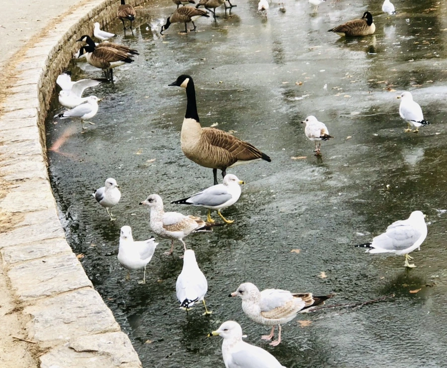 IMG_8511.jpg?type=w966