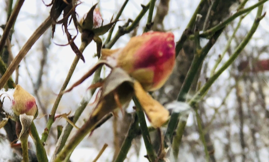 IMG_3320.jpg?type=w966