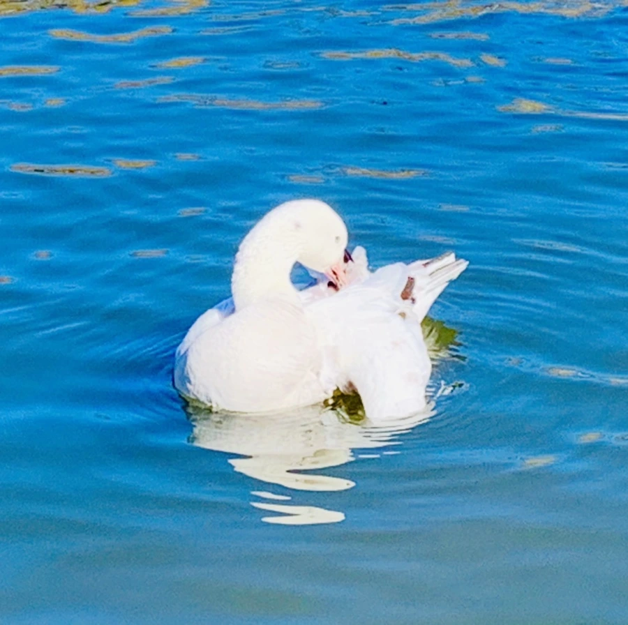 IMG_8937.jpg?type=w966