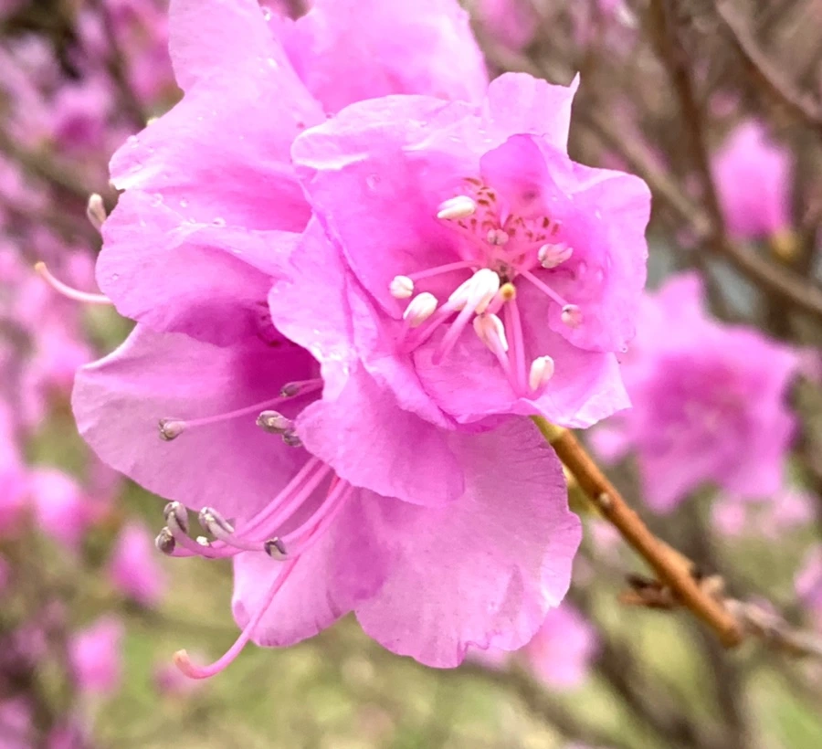 IMG_4747.jpg?type=w966