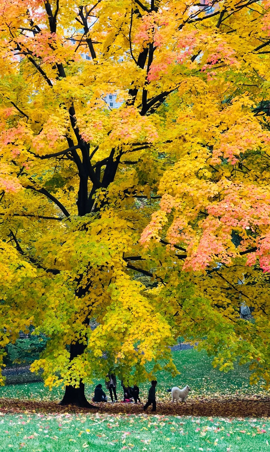 TPmxAP-SDoEaw2sPOLc28PXCR9U