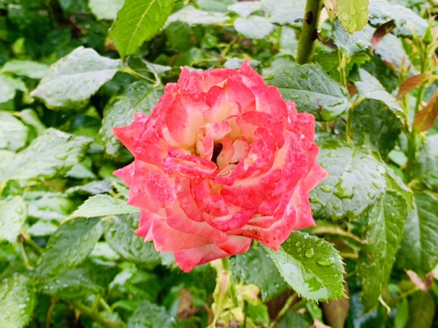 IMG_8791.jpg?type=w966