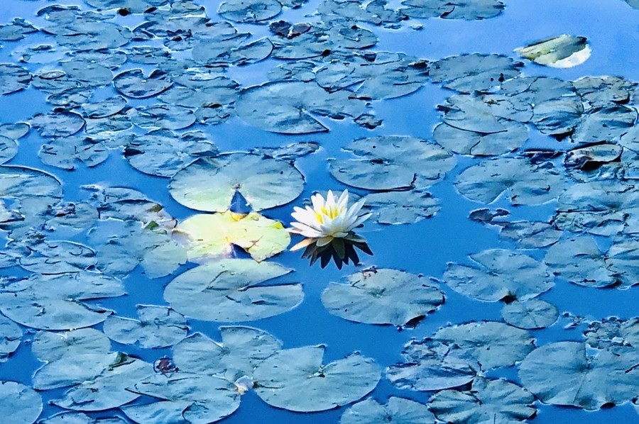 IMG_9838.jpg?type=w966