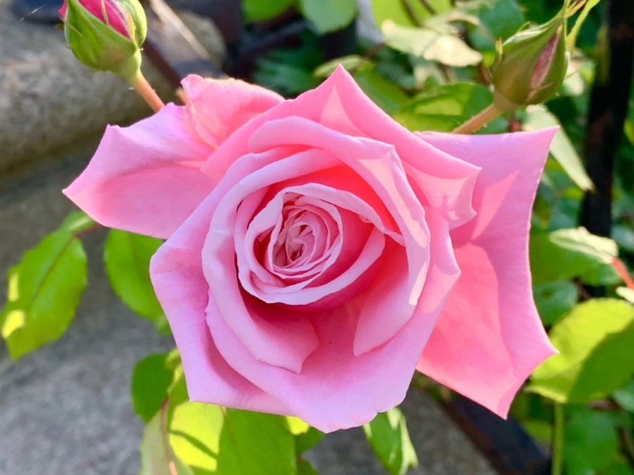 IMG_4619.jpg?type=w966