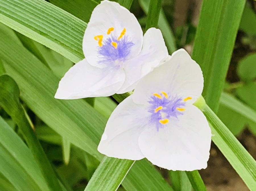 IMG_4802.jpg?type=w966