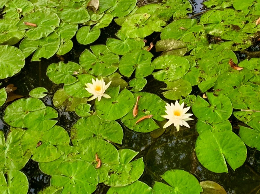 IMG_1833.jpg?type=w966