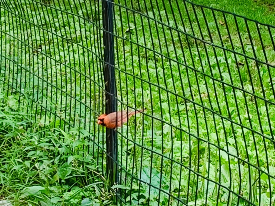 IMG_9924.jpg?type=w966