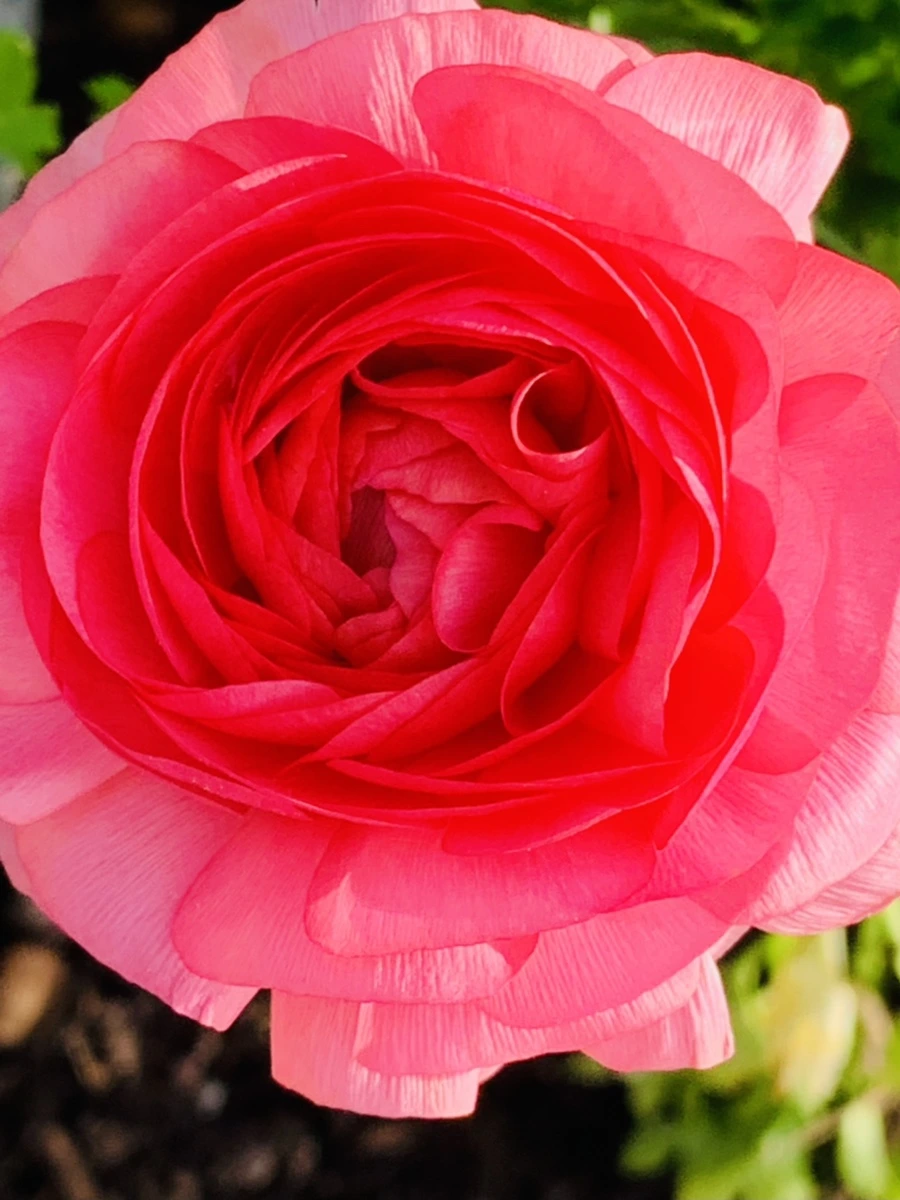 IMG_1066.jpg?type=w966