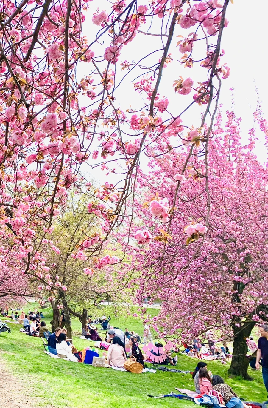 IMG_5196.jpg?type=w966