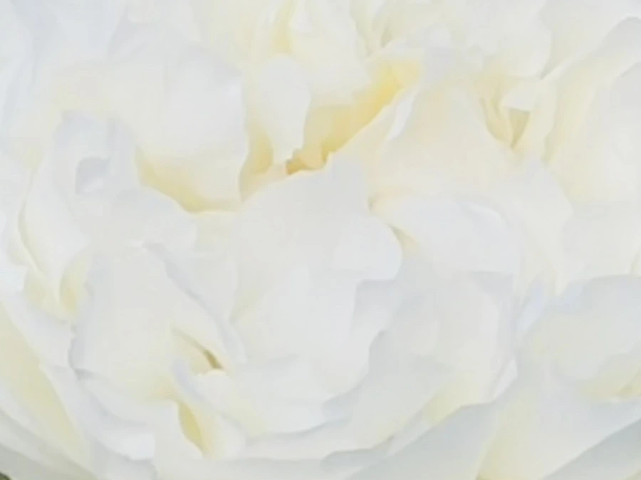 IMG_5936.jpg?type=w966