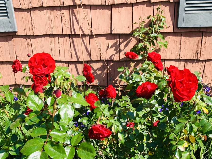 IMG_4650.jpg?type=w966