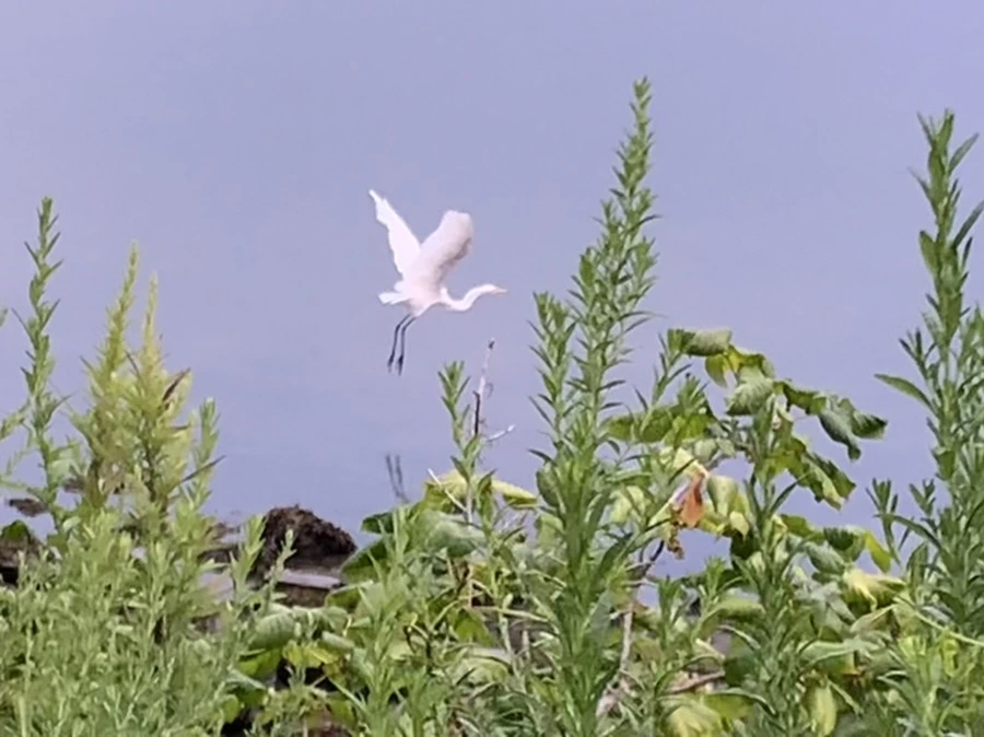 IMG_0598.jpg?type=w966