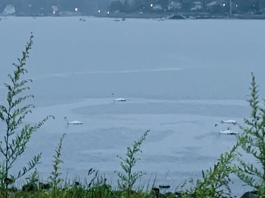 IMG_9254.jpg?type=w966