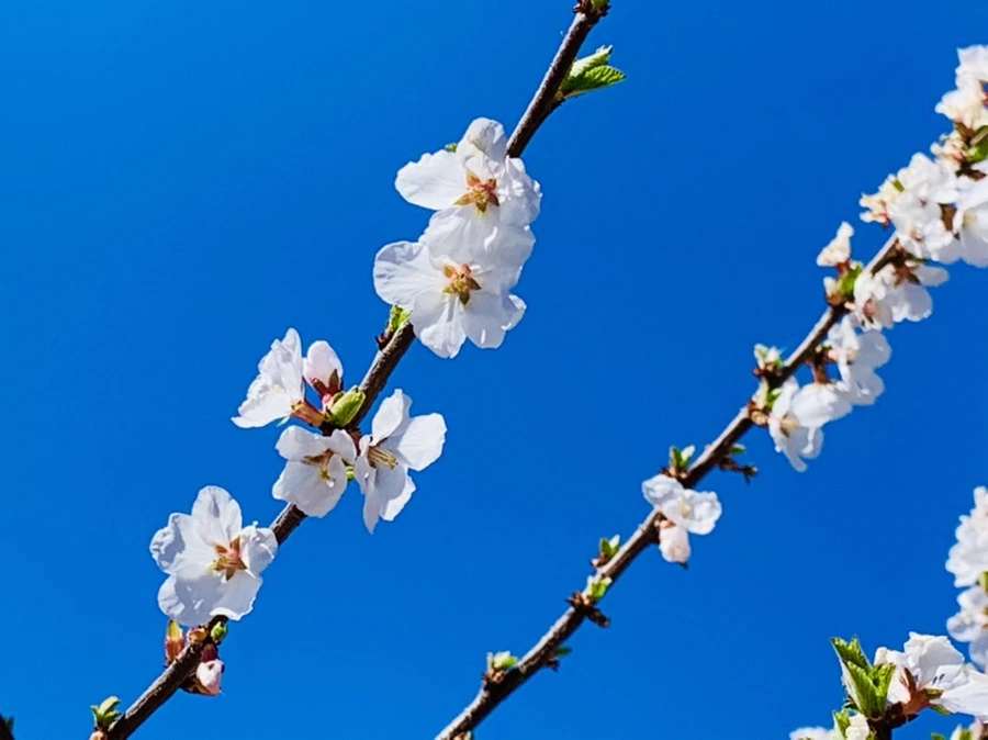 IMG_7644.jpg?type=w966