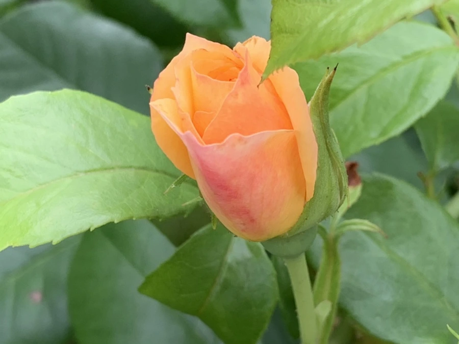 IMG_4192.jpg?type=w966