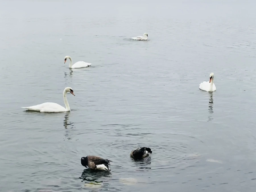 IMG_7005.jpg?type=w966