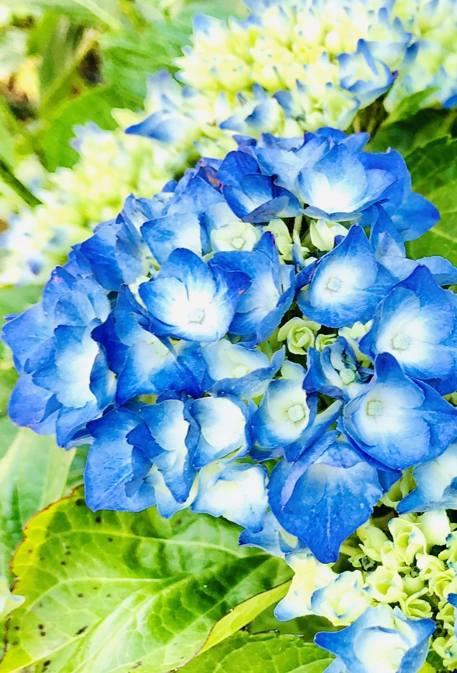 IMG_8358.jpg?type=w966