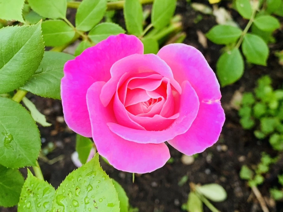 IMG_4067.jpg?type=w966