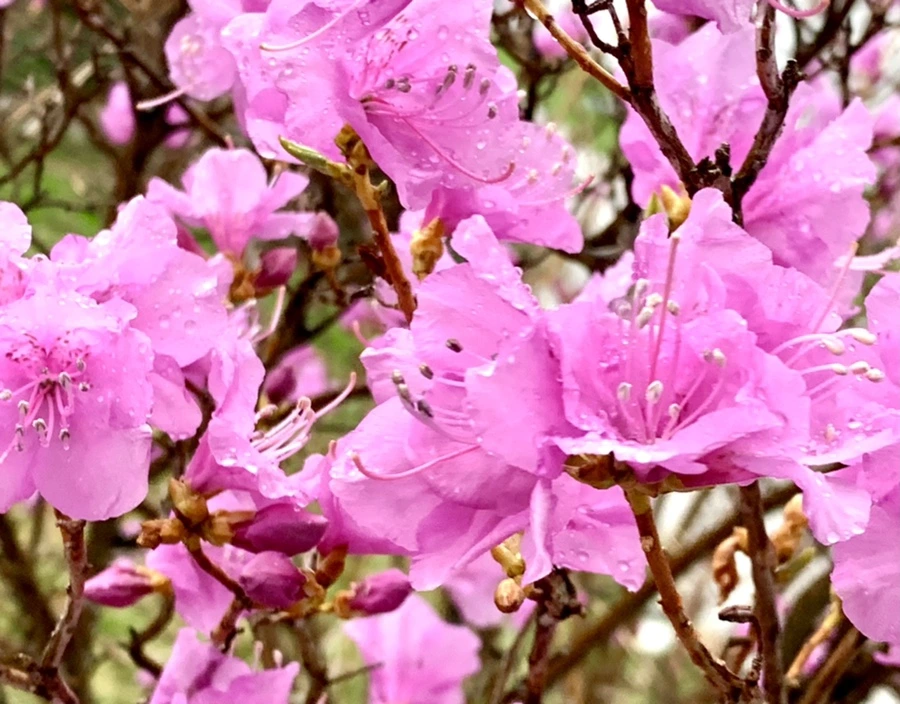 IMG_4899.jpg?type=w966