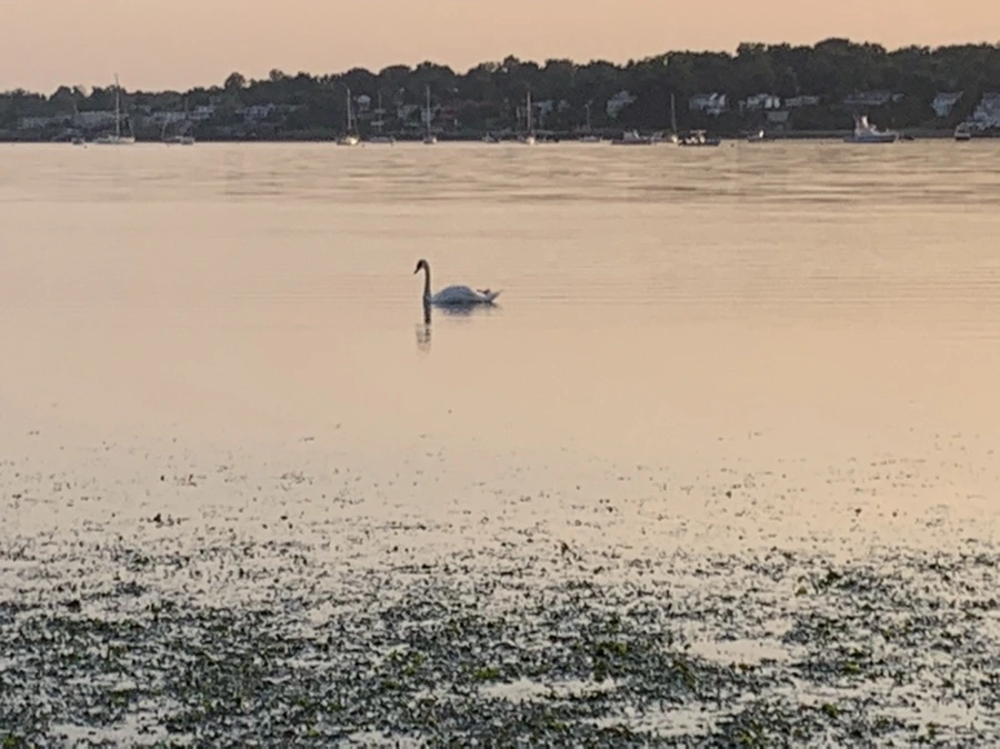 IMG_9611.jpg?type=w966