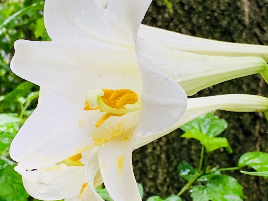 IMG_0102.jpg?type=w966