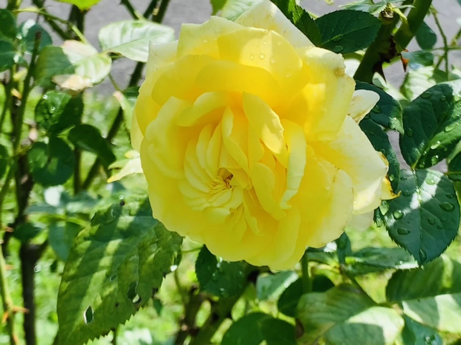 IMG_8414.jpg?type=w966