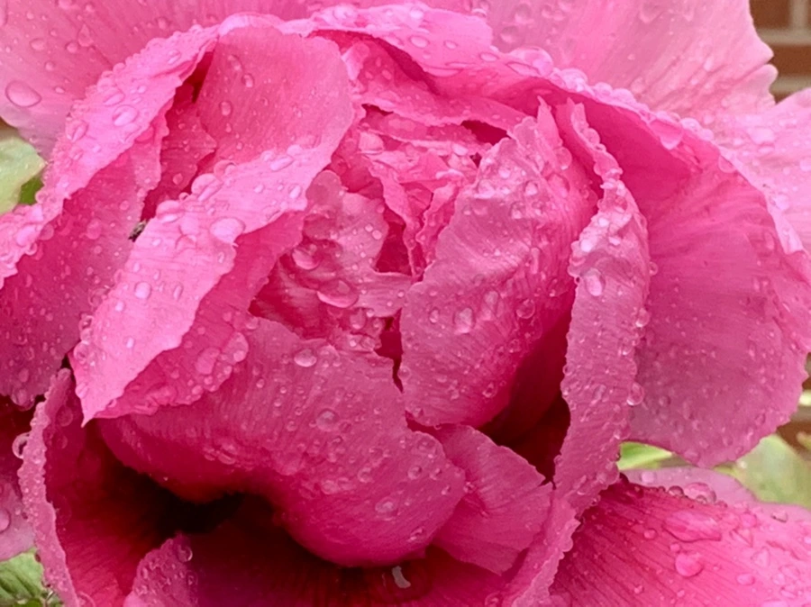 IMG_9391.jpg?type=w966