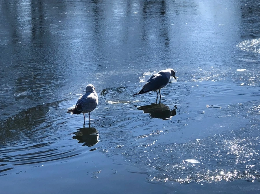 IMG_8095.jpg?type=w966