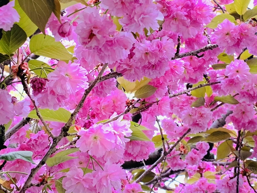 IMG_7350.jpg?type=w966