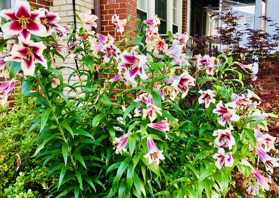 IMG_1910.jpg?type=w966