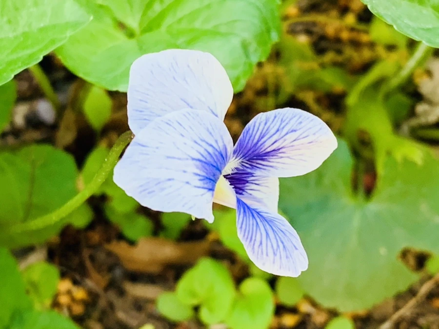 IMG_8196.jpg?type=w966